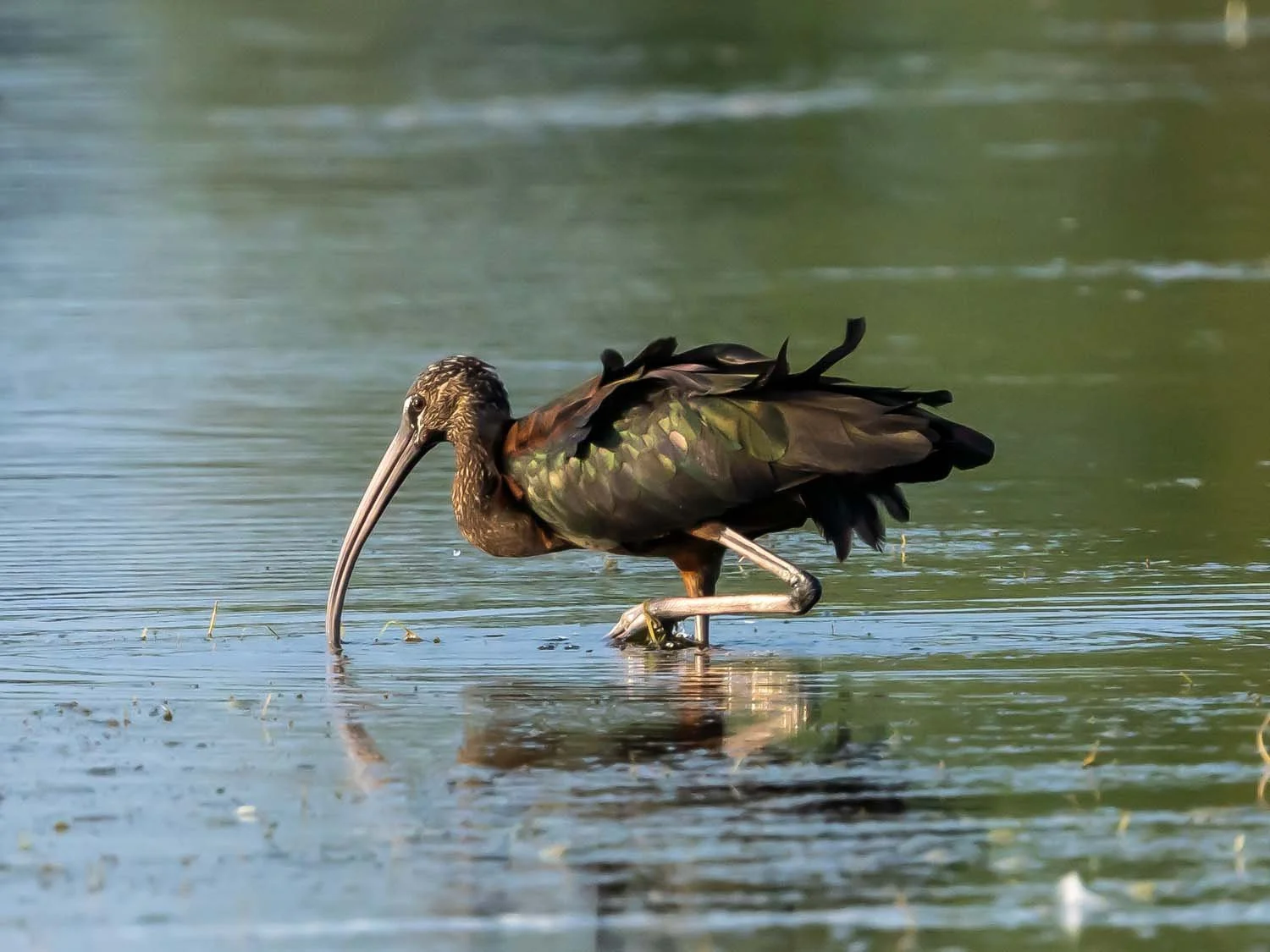 Glossy Ibises — Susan Kirby
